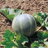 Graines potagères MELON Petit gris de Rennes (Cucumis melo) - Graineterie A. DUCRETTET