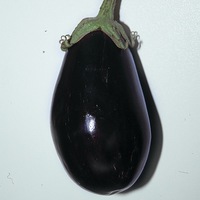 Production maraichère - AUBERGINE - Graineterie A. DUCRETTET