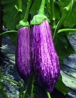 Graines potagères AUBERGINE ANNINA F1 (Solanum melongena) - Graineterie A. DUCRETTET