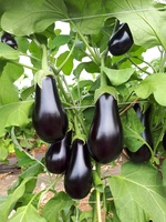  AUBERGINE AUBERGINE-TRAVIATA F1 (Solanum melongena)-Graines non traitées - Graineterie A. DUCRETTET