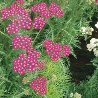 Graines de fleurs ACHILLEE CERISE QUEEN (Achillea millefolium) - Graineterie A. DUCRETTET