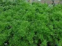 Graines potagères CORIANDRE FRIZZEL (Coriandrum sativum) - Graineterie A. DUCRETTET