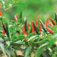 Graines potagères PIMENT BRÛLANT De Thaïlande (Capsicum frutescens) - Graineterie A. DUCRETTET