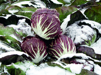 Graines potagères BIOlogiques - CHICOREE SAUVAGE BIO - Graineterie A. DUCRETTET