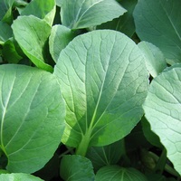 Graines potagères CHOU CHINOIS PAK CHOI PAKVERT (Brassica campestris) - Graineterie A. DUCRETTET