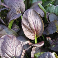  CHOUX ASIATIQUES DIVERS CHOUX ASIATIQUES DIVERS-TATRED (Brassica campestris japonica)-Graines non traitées - Graineterie A. DUCRETTET