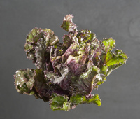 Graines potagères BIOlogiques - CHOU NON POMME BIO - Graineterie A. DUCRETTET