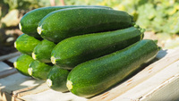 Graines potagères COURGETTE verte cylindrique BIO ELVIRA F1 - Graineterie A. DUCRETTET