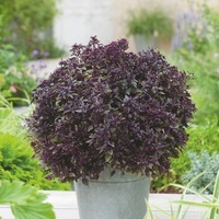 Graines potagères BASILIC Purple Ball (Ocimum basilicum) - Graineterie A. DUCRETTET
