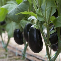 Graines potagères AUBERGINE FANTASTIC F1 (Solanum melongena) - Graineterie A. DUCRETTET