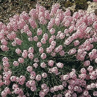 Graines de fleurs AETHIONEMA coridifolium (Armenum) (Aethionema coridifolium) - Graineterie A. DUCRETTET