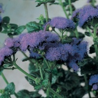  AGERATUM AGERATUM-HORIZON F1 (Ageratum mexicanum)-bleu                                                                                                 (graines enrobées) - Graineterie A. DUCRETTET