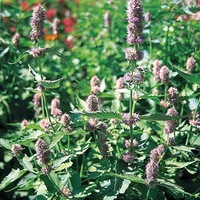Graines de fleurs AGASTACHE ANISATA (FOENICULUM) (Agastache anisata) - Graineterie A. DUCRETTET