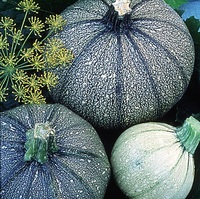 Graines potagères COURGETTE ronde DE NICE A FRUITS RONDS (Cucurbita pepo) - Graineterie A. DUCRETTET