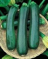 Graines potagères COURGETTE verte cylindrique DIAMANT F1 (Cucurbita pepo) - Graineterie A. DUCRETTET