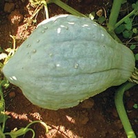 COURGE POTIMARRON BLEU COURGE POTIMARRON BLEU-BLUE HUBBARD (Cucurbita Maxima)-Graines non traitées - Graineterie A. DUCRETTET