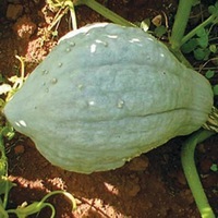 Graines potagères COURGE POTIMARRON BLEU BLUE HUBBARD (Cucurbita Maxima) - Graineterie A. DUCRETTET