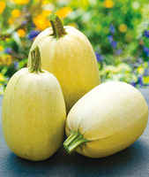 Graines potagères COURGE SPAGHETTI TIVOLI F1 (Cucurbita pepo) - Graineterie A. DUCRETTET