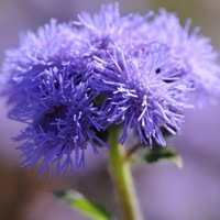 Graines de fleurs AGERATUM HIGH TIDE F1 (Ageratum mexicanum) - Graineterie A. DUCRETTET