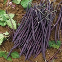 Graines potagères HARICOT A RAMES MANGETOUT CARMINAT - Graineterie A. DUCRETTET