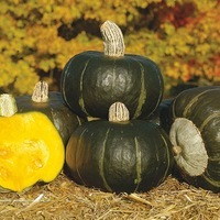 Graines potagères COURGE, POTIRON ET CITROUILLE BONBON F1 - Graineterie A. DUCRETTET