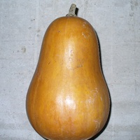  COURGE BUTTERNUT COURGE BUTTERNUT-SUCRINE DU BERRY (Cucurbita Moschata)-Graines non traitées - Graineterie A. DUCRETTET