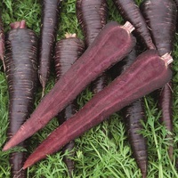 Graines potagères CAROTTE DEEP PURPLE - Graineterie A. DUCRETTET