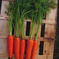 Graines potagères CAROTTE CETAN F1 (Daucus carota) - Graineterie A. DUCRETTET