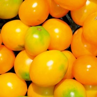 Graines potagères TOMATE COCKTAIL Citron (Solanum lycopersicum) - Graineterie A. DUCRETTET