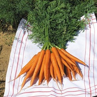  CAROTTE CAROTTE-AMSTERDAM 2 (Daucus carota)-Graines biologiques certifiées - Graineterie A. DUCRETTET