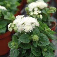  AGERATUM AGERATUM-ALOHA F1 (Ageratum mexicanum (houstonianum))-blanc                                                                                                (graines enrobées) - Graineterie A. DUCRETTET