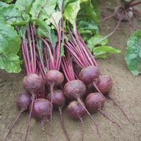  BETTERAVE BETTERAVE-MANZU F1 (Beta vulgaris)-Graines biologiques certifiées - Graineterie A. DUCRETTET