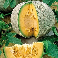 Graines potagères MELON Sucrin de Tours (Cucumis melo) - Graineterie A. DUCRETTET