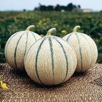 Graines potagères MELON ANASTA F1 - Graineterie A. DUCRETTET