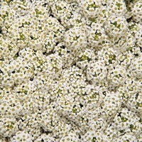 Graines de fleurs ALYSSE EASTER BONNET (Lobularia maritima) - Graineterie A. DUCRETTET