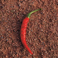 Graines potagères PIMENT BRÛLANT De Cayenne (Capsicum frutescens) - Graineterie A. DUCRETTET