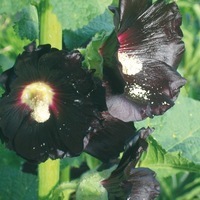 Graines de fleurs vivaces - ALCEA ou ROSE-TREMIERE - Graineterie A. DUCRETTET