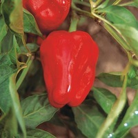  POIVRON ou PIMENT DOUX classique POIVRON ou PIMENT DOUX classique-LAMUYO F1 (Capsicum annuum)-Graines non traitées - Graineterie A. DUCRETTET