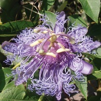 Graines potagères PASSIFLORE INCARNATA (PASSIFLORA EDULIS (ou INCARNATA)) - Graineterie A. DUCRETTET