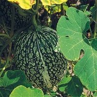 Graines potagères COURGE, POTIRON ET CITROUILLE Courge de Siam (Melon de Malabar) - Graineterie A. DUCRETTET