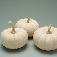 Graines potagères COURGE HALLOWEEN BABY BOO (Cucurbita pepo) - Graineterie A. DUCRETTET