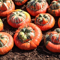  COURGE, POTIRON ET CITROUILLE COURGE, POTIRON ET CITROUILLE-GIRAUMON TURBAN (Turban turc) (Cucurbita Maxima)-Graines non traitées - Graineterie A. DUCRETTET