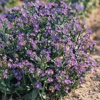 Graines de fleurs ANCHUSA BLUE ANGEL (Anchusa capensis) - Graineterie A. DUCRETTET