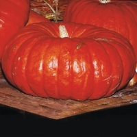  COURGE, POTIRON ET CITROUILLE COURGE, POTIRON ET CITROUILLE-ROUGE VIF D'ETAMPES (Cucurbita Maxima)-Graines non traitées - Graineterie A. DUCRETTET