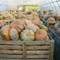 Graines potagères COURGE, POTIRON ET CITROUILLE MUSQUÉE DE PROVENCE (Cucurbita Moschata) - Graineterie A. DUCRETTET