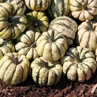  COURGE PATIDOU COURGE PATIDOU-Sweet dumpling (ou PATIDOU) (Cucurbita pepo)-Graines non traitées - Graineterie A. DUCRETTET