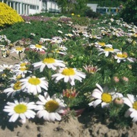 Graines de fleurs vivaces - ANACYCLUS DEPRESSUS - Graineterie A. DUCRETTET