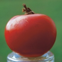 TOMATE RONDE TOMATE RONDE-ROSE DE BERNE (Berner rose) (Solanum lycopersicum)-Graines non traitées - Graineterie A. DUCRETTET