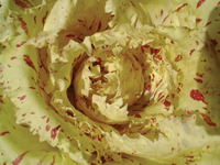 Graines potagères CHICOREE SAUVAGE CASTELFRANCO FENICE - Graineterie A. DUCRETTET