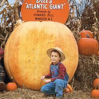  COURGE GEANTE COURGE GEANTE-ATLANTIC GIANT (Cucurbita Maxima)-Graines biologiques certifiées - Graineterie A. DUCRETTET